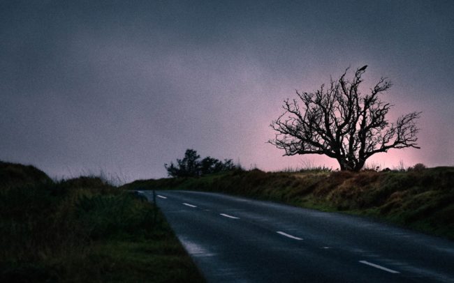 Crow-in-winter-tree-along-exmoor-road-on-location-photographer