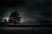 Location-in-photography-tree-in-plighted-field-somerset