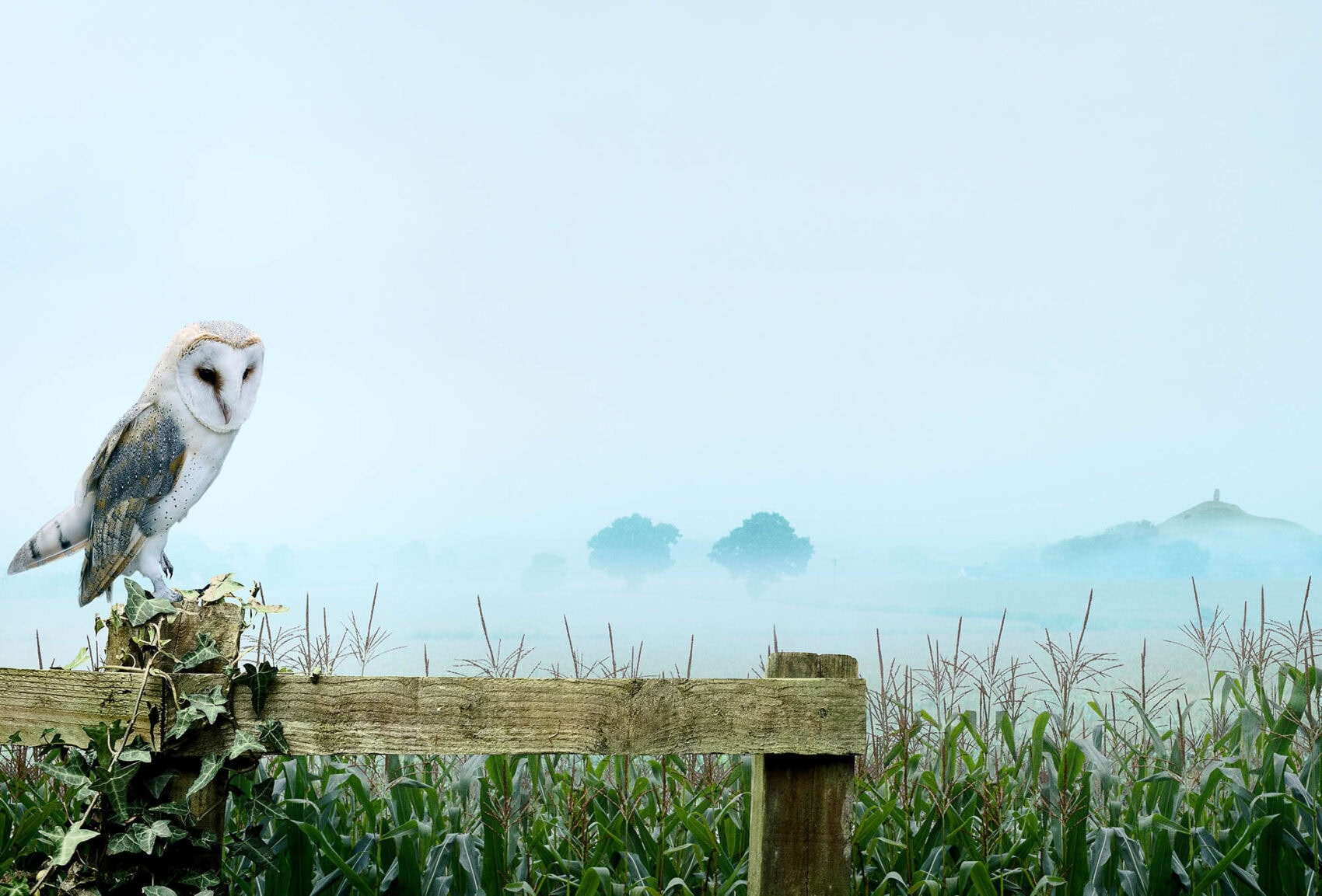 "A fine art photography print featuring a Barn Owl perched on a fence ina Somerset maize fields with the silhouette of Glastonbury Tor in the distance. This unique piece is available as a 100% cotton canvas or Limited Edition Giclée print, featuring a 1.5-inch (3.8 cm) solid Latvian pine frame."