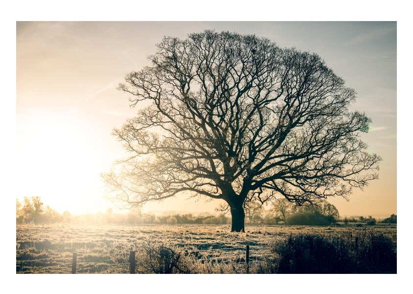 600px-Tmb-Ice-Tree-Langport