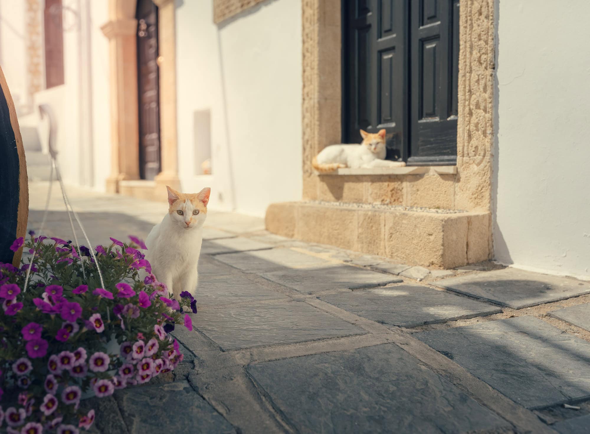 THE LAZY CATS OF LINDOS: WHEN THE PHOTOGRAPHER BECOMES THE CURIOUS ONE