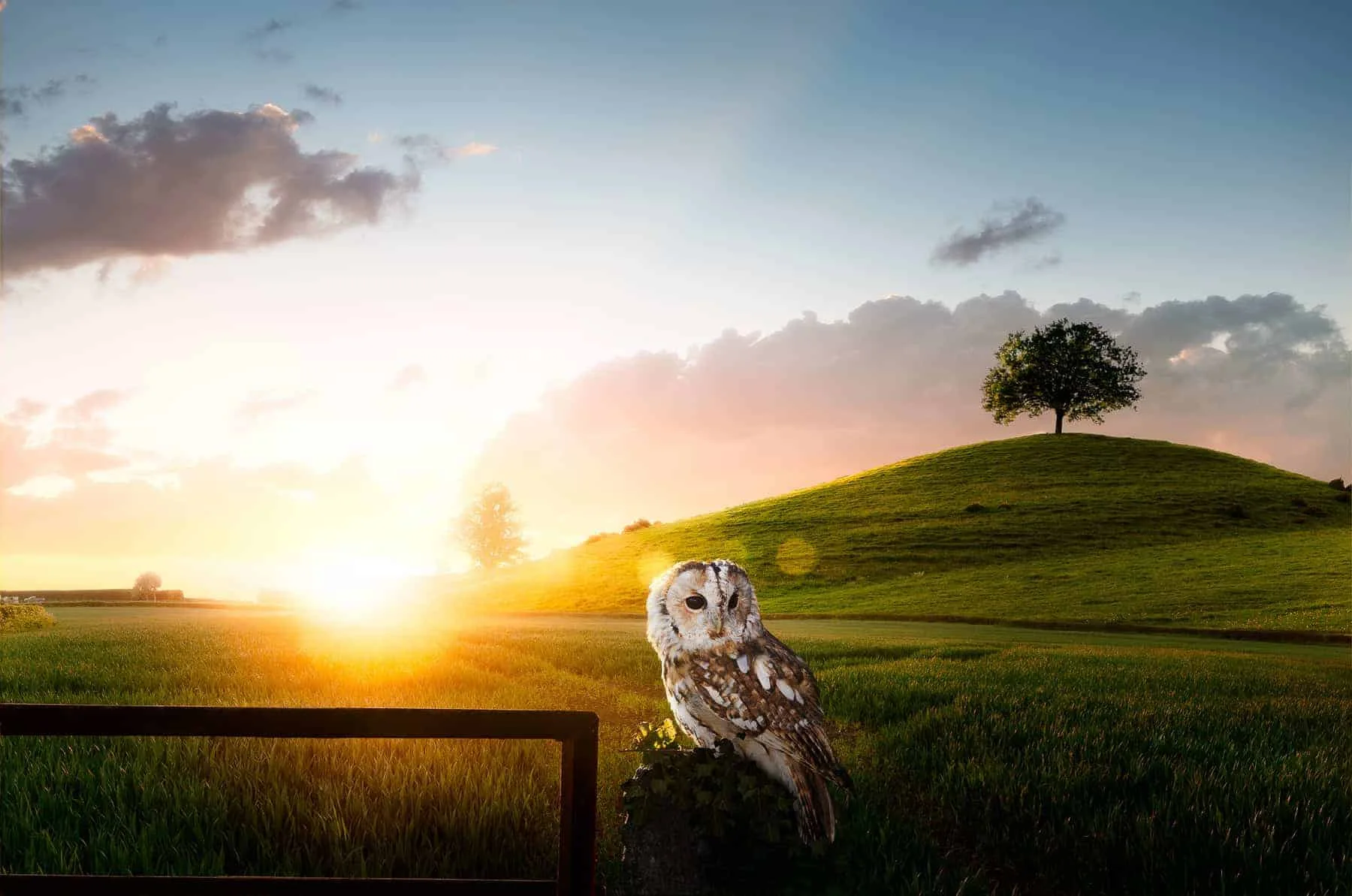 Owl Perched On Gate Somerset Countryside