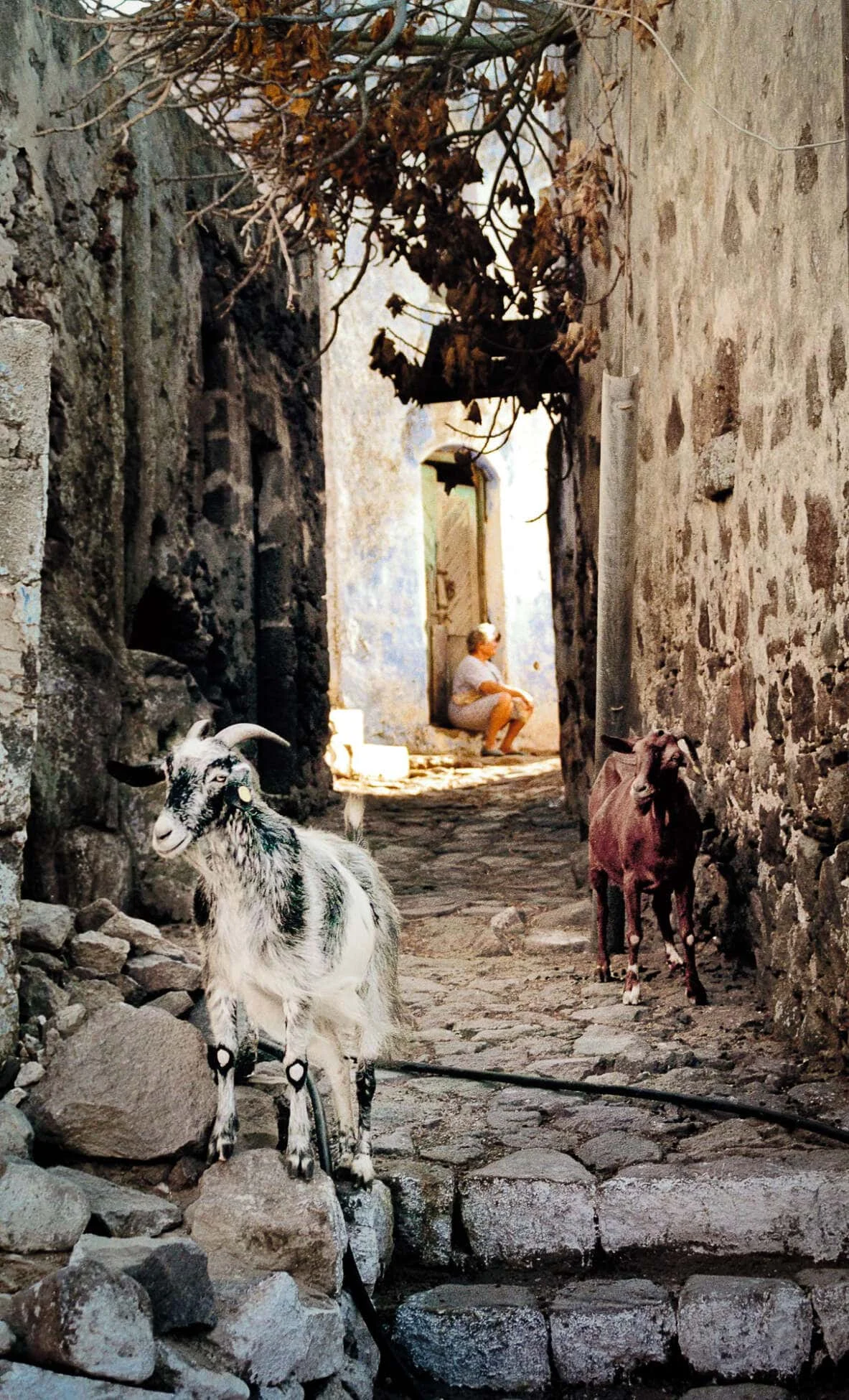 Goats & Blind Lady