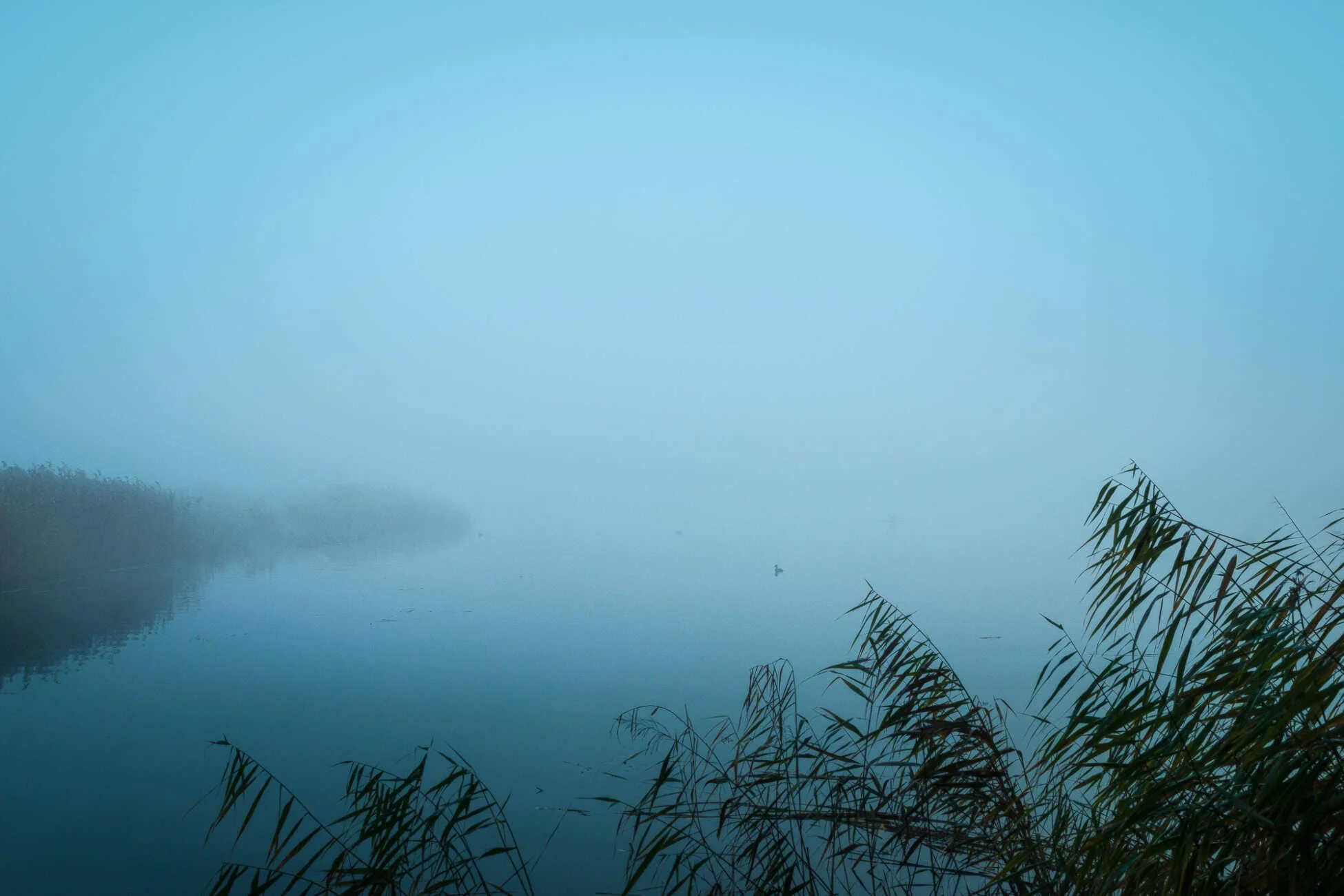 Emerging From The Mist, Birds On Marsh On The Somerset Levels