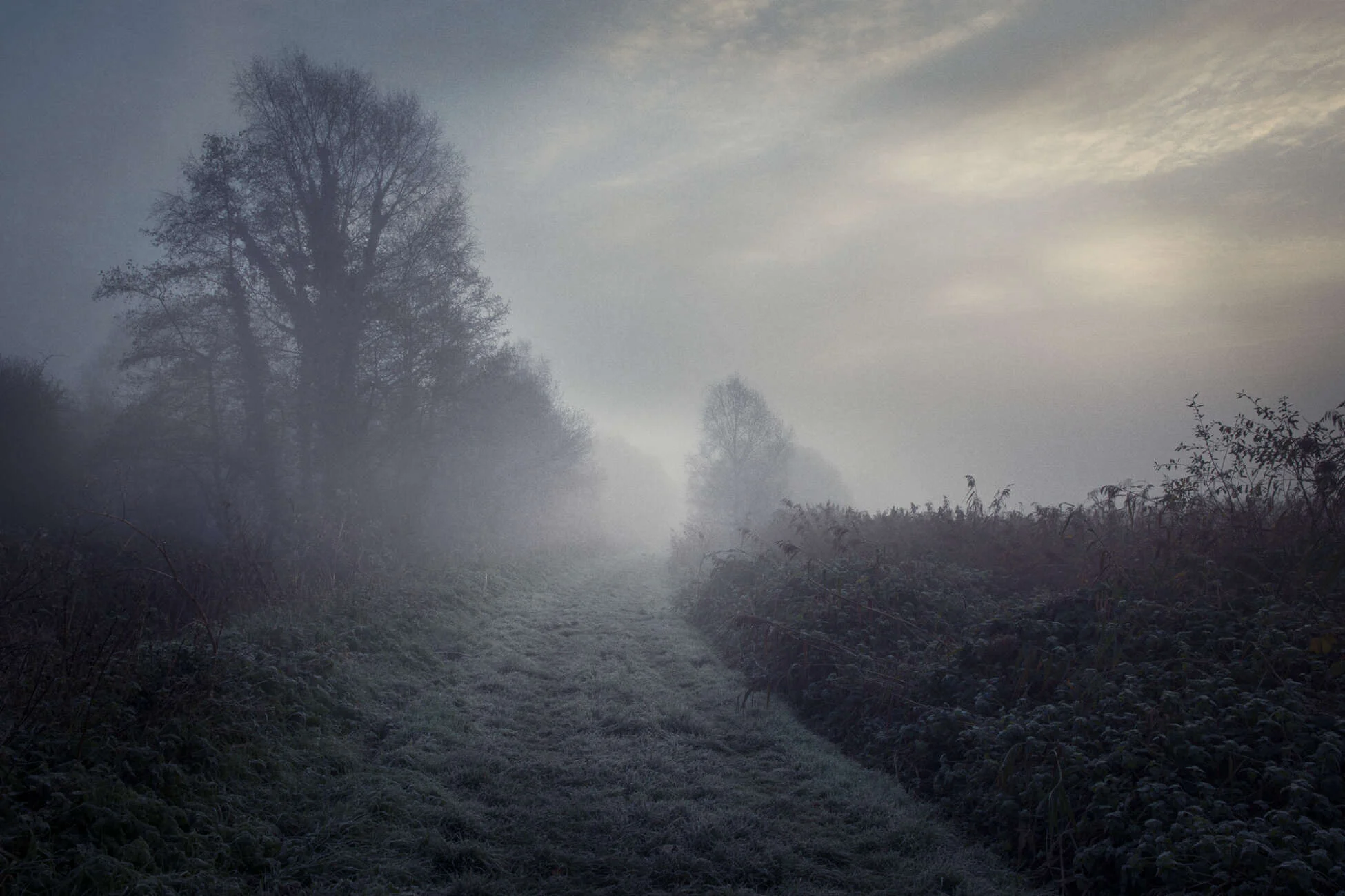 Mist By The Marsh, November Mist Down Tree Lined Path On The Somerset Levels.