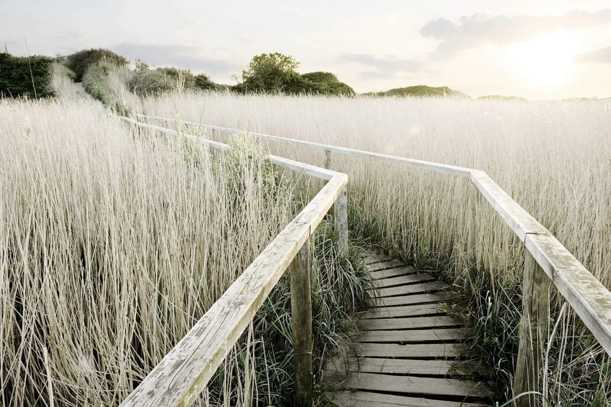  Walkway Through The Reeds