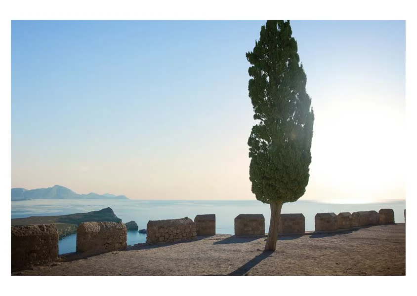 Aeonian Fine Art: Aegean Tree Lindos shown as a hand-stretched canvas in a contemporary room setting.
